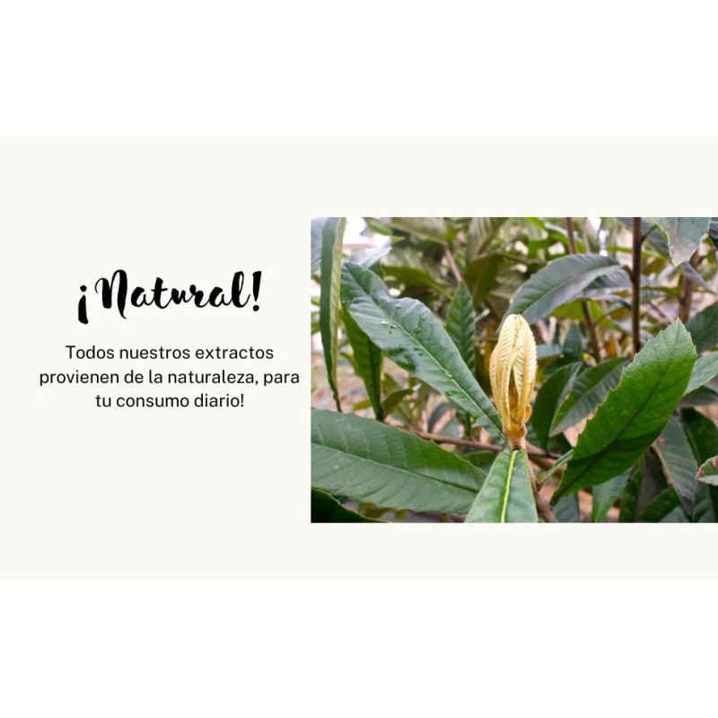 Hoja De Níspero, Triple Extracto Ultra Concentrado Natural