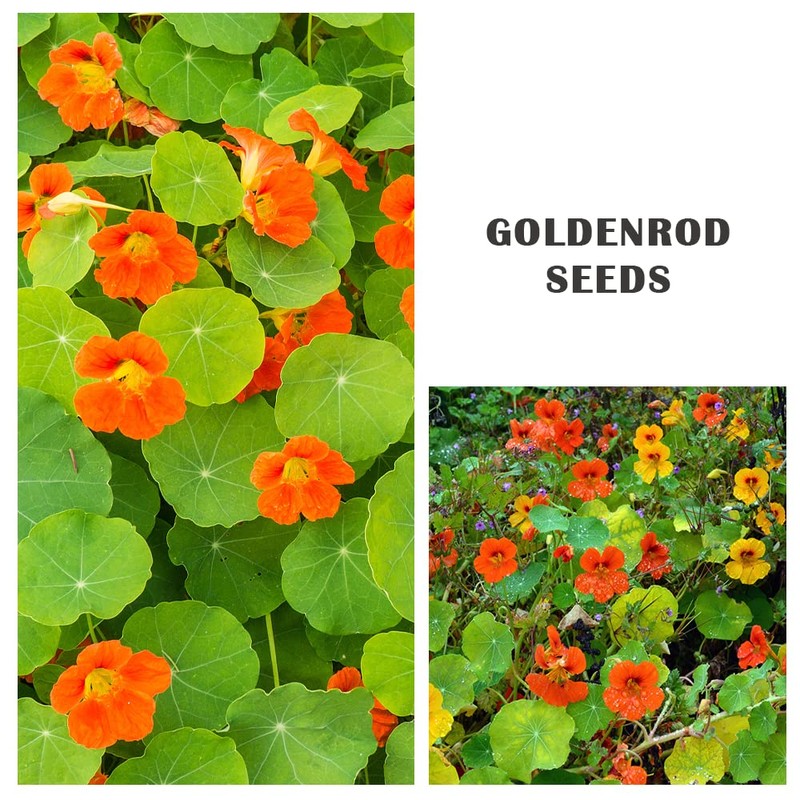 100+ Mix Nasturtium Seeds (Tropaeolum majus) Open Pollinated Easy to