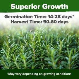 HOME GROWN HOME GROWN Rosemary Seeds Bulk Pack - 150 High Germinating Non-GMO Heirloom Culinary Herb Seeds for Planting in Indoor or Outdoor Herb Gardens - USA Sourced (Salvia rosmarinus)