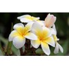 Hawaiian White Plumeria Plant Cuttings Pack of 4 Aprox. 10
