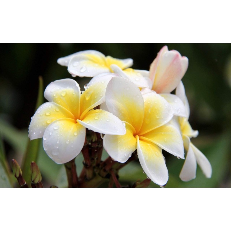 Hawaiian White Plumeria Plant Cuttings Pack of 4 Aprox. 10