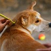 Wacnune 3Pcs Tick Remover Tool,Painlessly Tick for Dogs Cats and