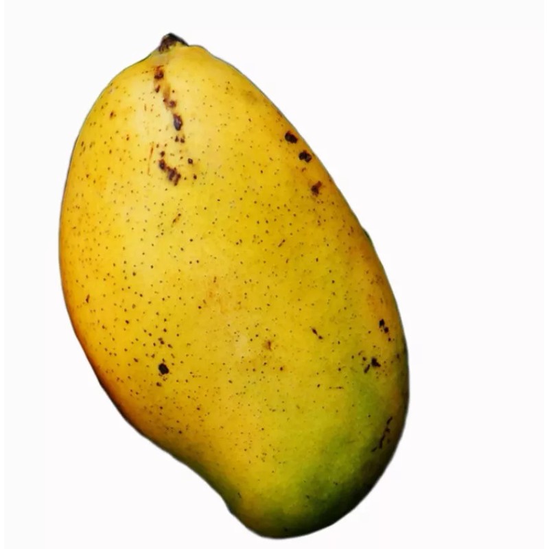 Tree Madame Francis Haitian Mango Grafted Tree 2-4 Ft Tall.