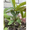 Tree 1 LOQUAT FRUIT TREE From Seeds ORGANIC -3 Years