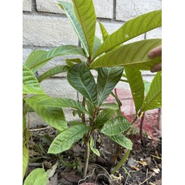Tree 1 LOQUAT FRUIT TREE From Seeds ORGANIC -3 Years Old- With Pot 16”-20” +