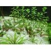 Unbranded Vietnamese Rotala (Rotala Vietnam) Bunch