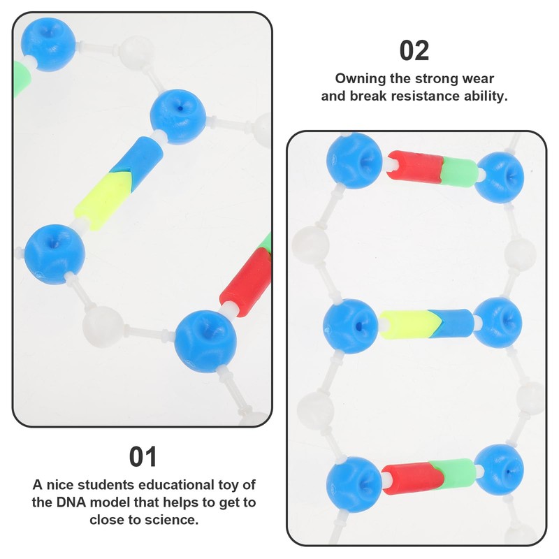 Abaodam Components of Double DNA Model DNA Model Kit DNA