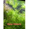 50 Plant Stems Pack - Live Aquatic Freshwater Plants -