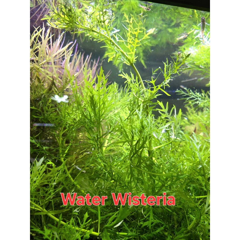 50 Plant Stems Pack - Live Aquatic Freshwater Plants -