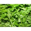 Viridis Hortus - Coriander Herb - 500 (5g's) Long Established
