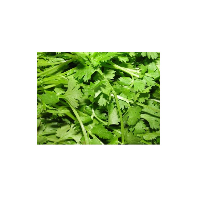 Viridis Hortus - Coriander Herb - 500 (5g's) Long Established