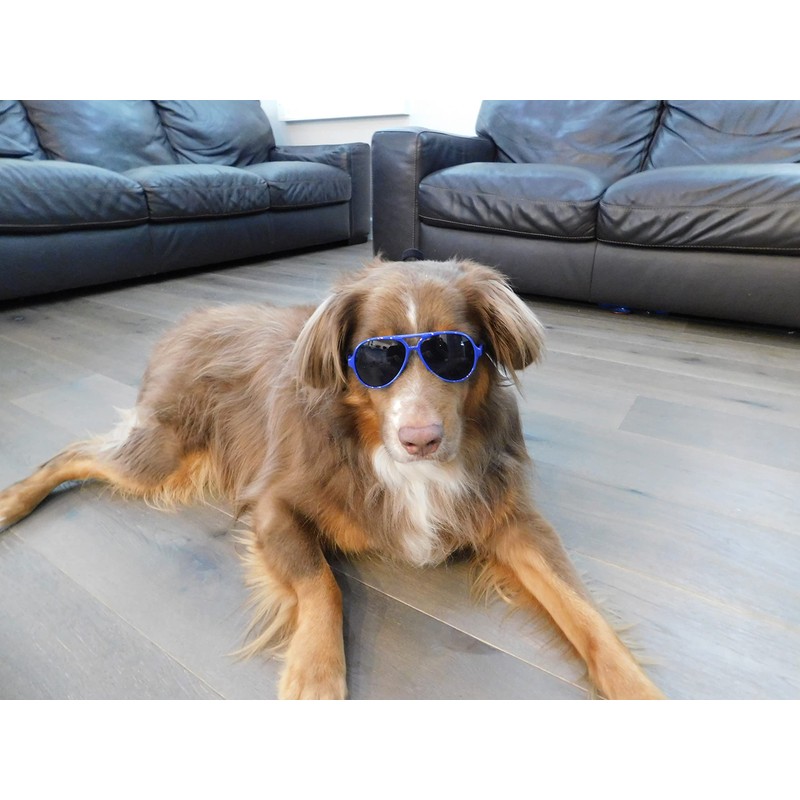 G010 Dog Pet Costume Prop Aviator Sunglasses Medium Breeds 20-40