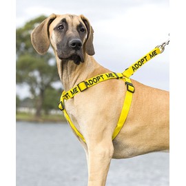 ADOPT ME Yellow Color Coded L-XL Non-Pull Dog Harness (New Home Needed) Donate To Your Local charity