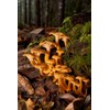 Funnel Chanterelle Yellow FT Mushroom Spores in Sawdust Bag Garden