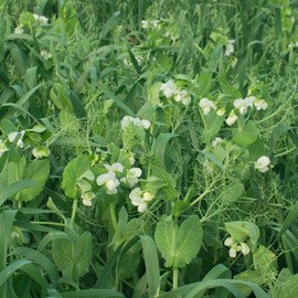 Organic Oat and Peas Cover Crop Mix Seed 25 Lb ~174,000 Seeds – Non-GMO, Nitrogen-Fixing Annual for Soil Health – No-Till, Forage-Friendly, Winter-Kill – 50–70 Days to Maturity