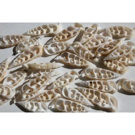 10pc Natural Cerithium Vertagus Seashells, Sliced Cut, 1.5-2 inch, White and Ivory, Craft Supply, Sailors Valentines, Center Cut Seashells, CS-03