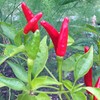 Wayland Chiles Thai Red Seeds