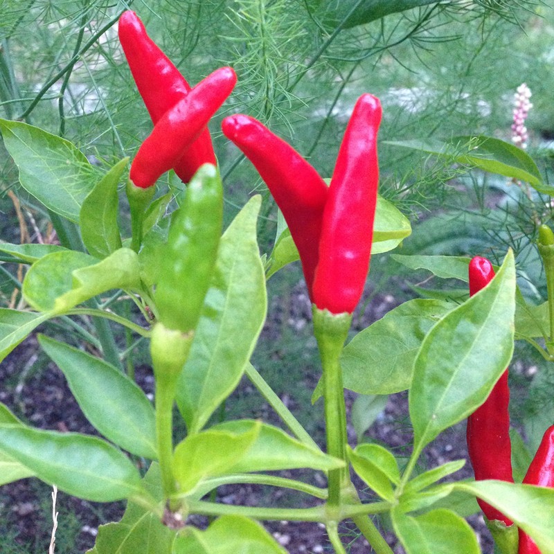 Wayland Chiles Thai Red Seeds