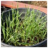 Everwilde Farms - 1 Oz Canada Wild Rye Native Grass