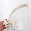 3B Scientific Human Anatomy - Mini Spine Model on Tripod