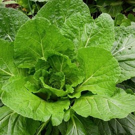 TomorrowSeeds - Florida Broadleaf Mustard Green Seeds - 600+ Count Packet - for 2024 Lettuce Collards Kale Spinach Garden Vegetable Seed