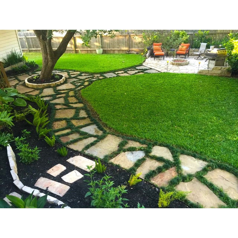 Dwarf Mondo Grass - 10 Live Plants - Shade Loving