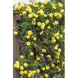100PCS Yellow Climbing Rose Seeds Fragrant Yellow Rose Vine Romantic Garden Flower Gift for Gardeners