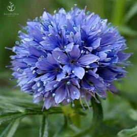 Globe Gilia Seeds, Gilia capitata, Pack of 5000 Seeds by Seeds2Go