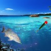 wondersee Fishing Floats Weighted Slotted Peg Popping Floats Slip Bobbers,
