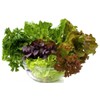 FUN AND GROW SEEDS: Seeds Indoor Lettuce Mix Balcony Non