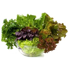 FUN AND GROW SEEDS: Seeds Indoor Lettuce Mix Balcony Non GMO Heirloom