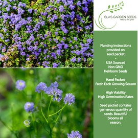 Globe Gilia Flower Seeds for Planting, 1000+ Seeds Per Packet, (Isla's Garden Seeds), Non GMO Seeds, Scientific Name: Gilia capitata, Great Home Flower Garden Gift