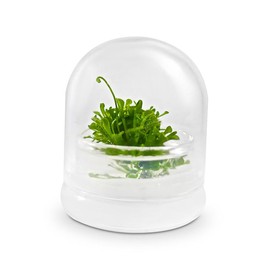 Bloomify Live Sundew Plant Terrarium – Enclosed Ecosystem with Zero Maintenance – Unique Ecosphere Plants for Home Décor – Drosera Spatula Sundew Plant –Great Gift – Self-Sustaining Terrarium