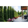 Thuja Green Giant Arborvitae - 20 Live Trees 2" Pot