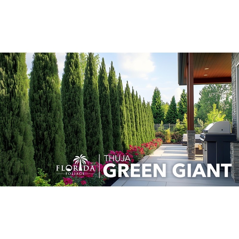 Thuja Green Giant Arborvitae - 20 Live Trees 2" Pot