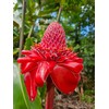 It Blooms Torch Ginger Plant Rhizome 5pc / Wild Ginger