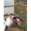 Carter Pet Supply Goat or Llama Halter Small Medium Or