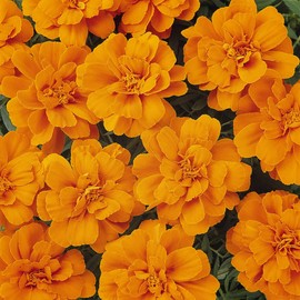 Outsidepride Durango Tangerine French Marigold Seeds - 500 Pcs Annual, Compact, Heat & Drought Tolerant Flower Seeds for Planting w/Anemone Type Blooms, Ideal for Vibrant Pollinator Gardens