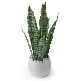 Elements Artificial Snake Plant in Ceramic Pot, Realistic Look and Feel