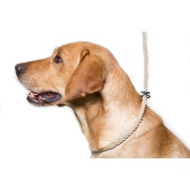 Dog & Field Deluxe Gundog Slip Lead - Natural Brown. Soft Spliced Marine Rope Slip Lead For Dogs With Rubber Stopper, Easy To Slip On, No Collar Or Harness Needed. Training Lead For Dogs, One Size