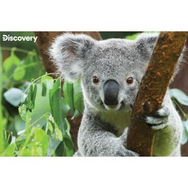 Prime 3D | Discovery | Koala | 150 Piece 3D Jigsaw Puzzle for Kids | Finished Size 18" x 12" | Challenging & Fun for Kids & Families | Immersive 3D Lenticular Effect