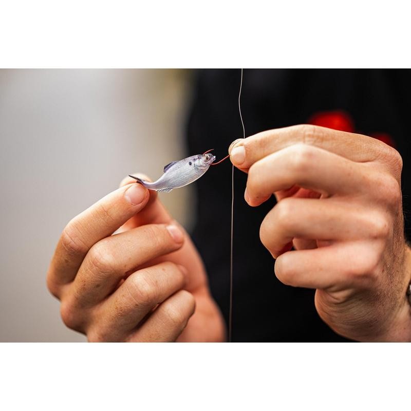 Panorama - Live Gizzard Shad - Size: 5.0" (3/pk)