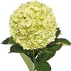 Farm Fresh Natural Lime Green Hydrangeas - Pack 30