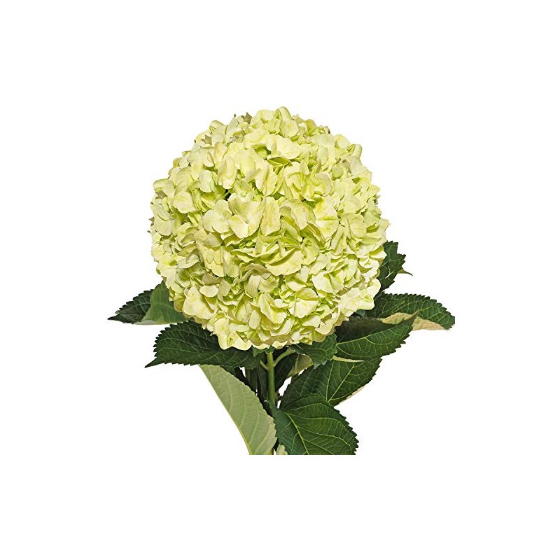 Farm Fresh Natural Lime Green Hydrangeas - Pack 30