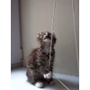 Roman Blind Cord 1.2mm White 20 Metres String for Austrian
