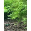 2X4in Portion Of Fissidens fontanus Live Aquarium Plants Phoenix Moss