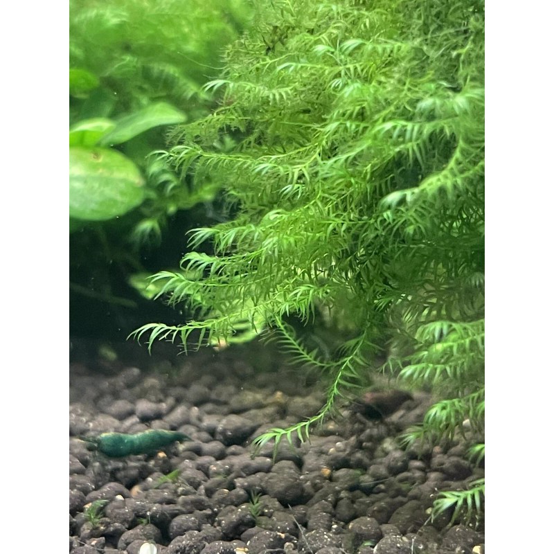 2X4in Portion Of Fissidens fontanus Live Aquarium Plants Phoenix Moss