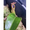 Carnivero Nepenthes Vetchii Kelabit Highlands x S.O.M. x L.V.B.