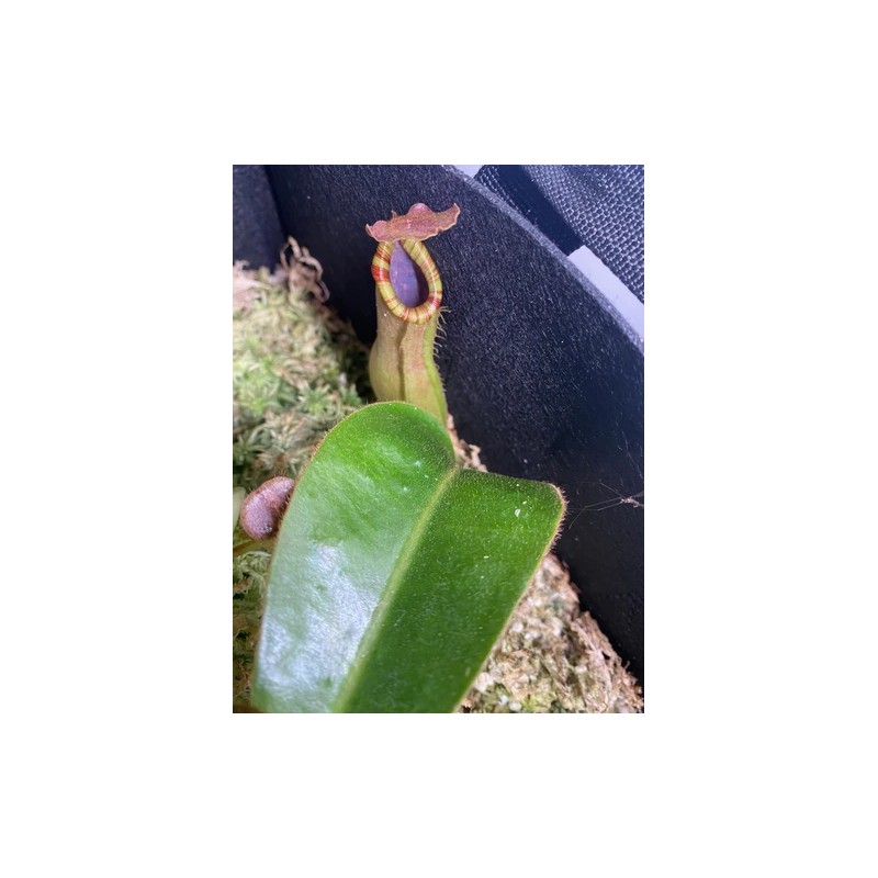 Carnivero Nepenthes Vetchii Kelabit Highlands x S.O.M. x L.V.B.