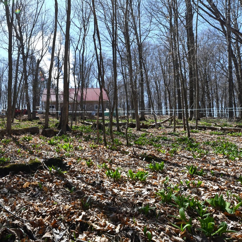 Maple Valley Organic Pure Maple Syrup, Amber and Rich, Better